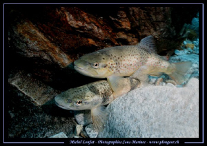 Trouts having a rest - in the strong currents of the Verz... by Michel Lonfat 
